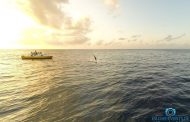 Delfine aus dem Maledivenurlaub 2017