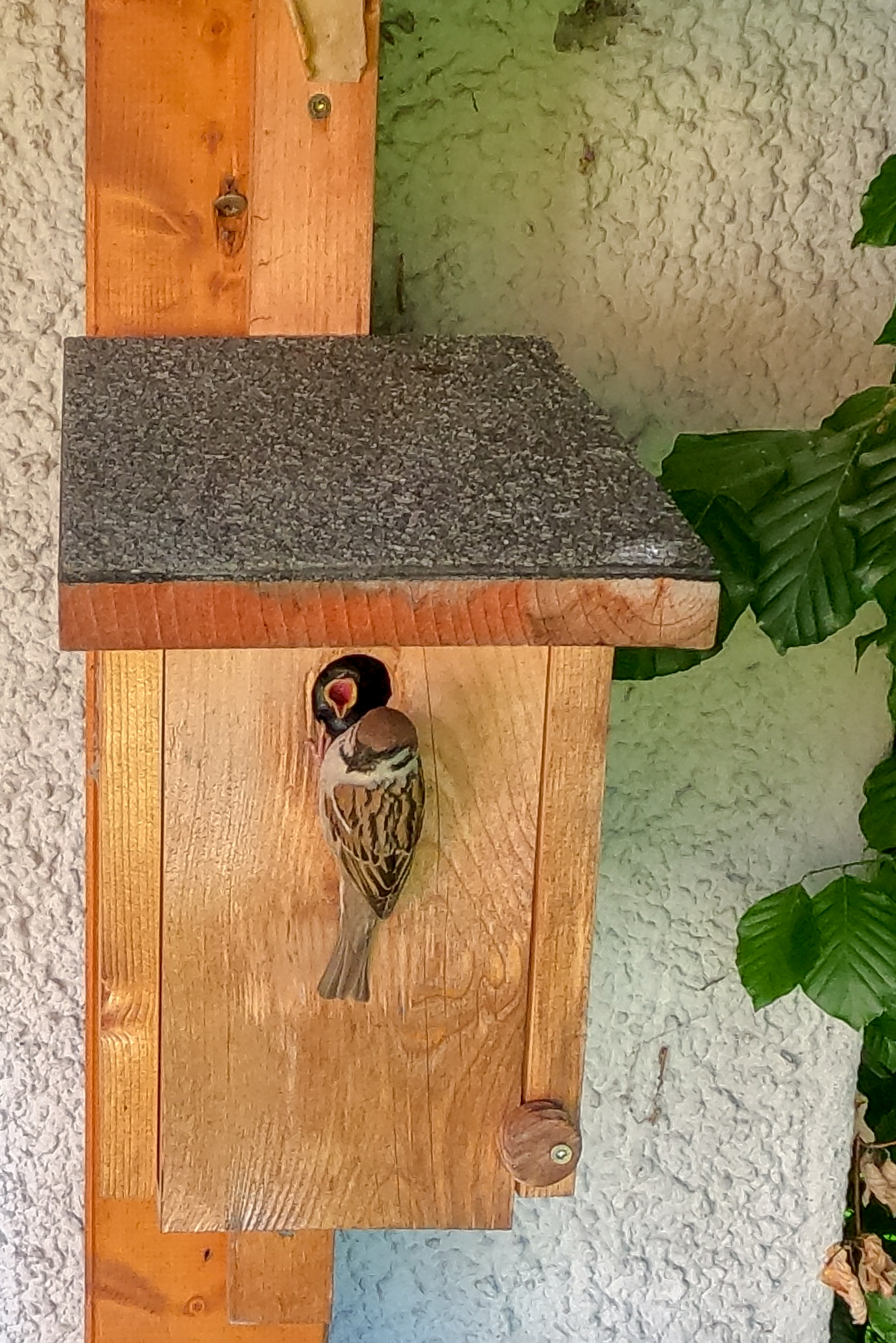 Spatz am Füttern des Nachwuchses in Zeitlupe