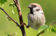 Ein paar Fotos aus dem Garten